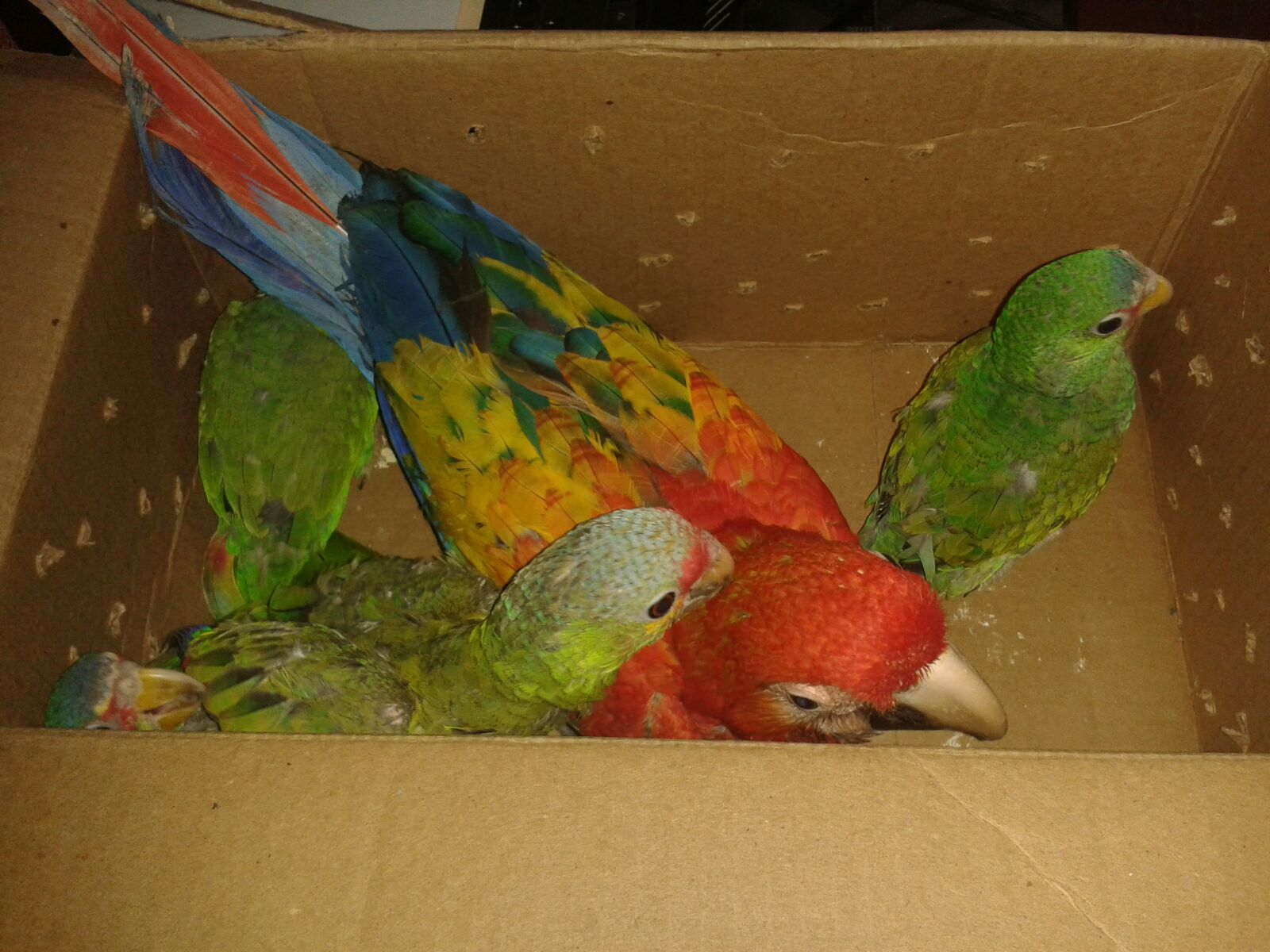 Lecciones Aprendidas en la Colaboración Binacional para erradicar el tráfico Ilegal de Fauna Silvestre en Belice y Guatemala